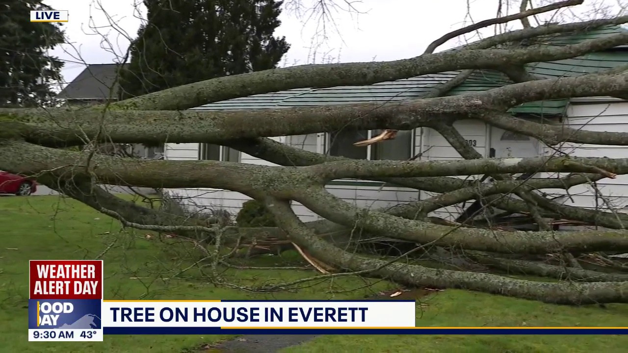 Large tree falls onto home in Everett, WA