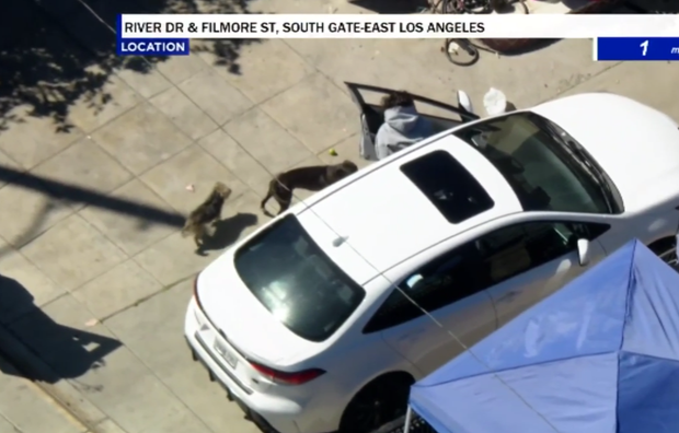 East LA speeding pursuit suspect surrenders to officers after standoff ...