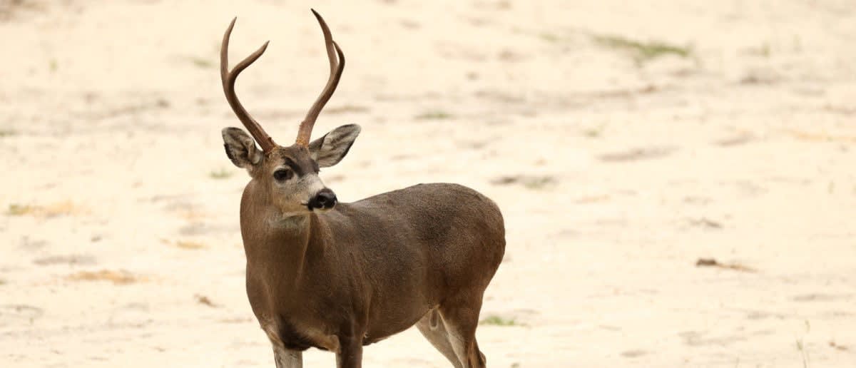 Minnesota county left rattled after dozens of dead deer pop up along ...