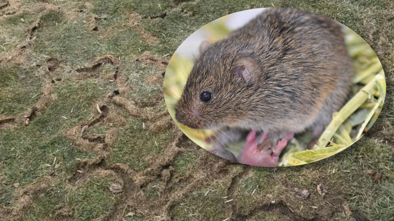 Snow melts, voles appear: Fargo pest control shares what you can do