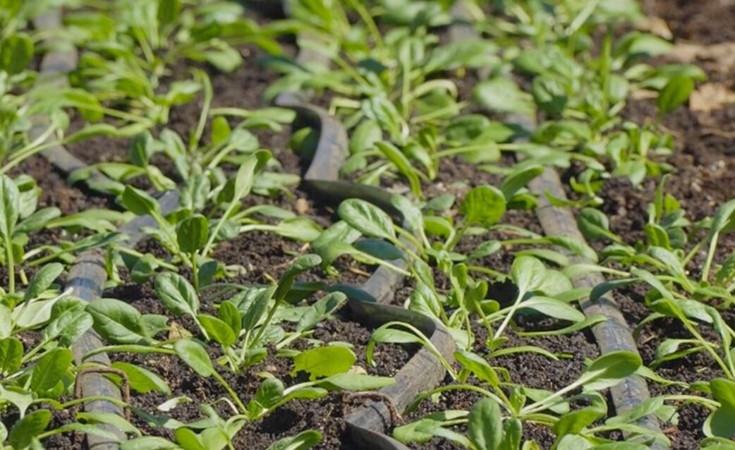 Springfield Community Gardens receives $959,000 federal grant to ...