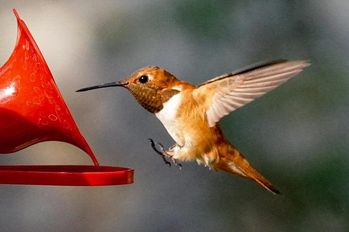 10 hummingbird myths you should stop believing