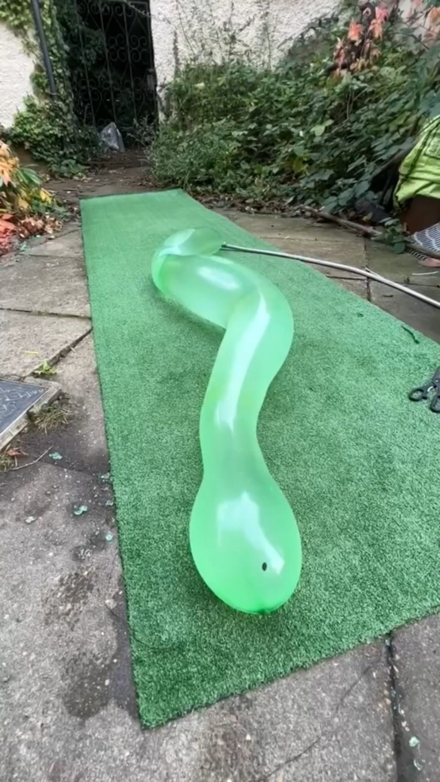 A grass snake shows up in my flooded garden