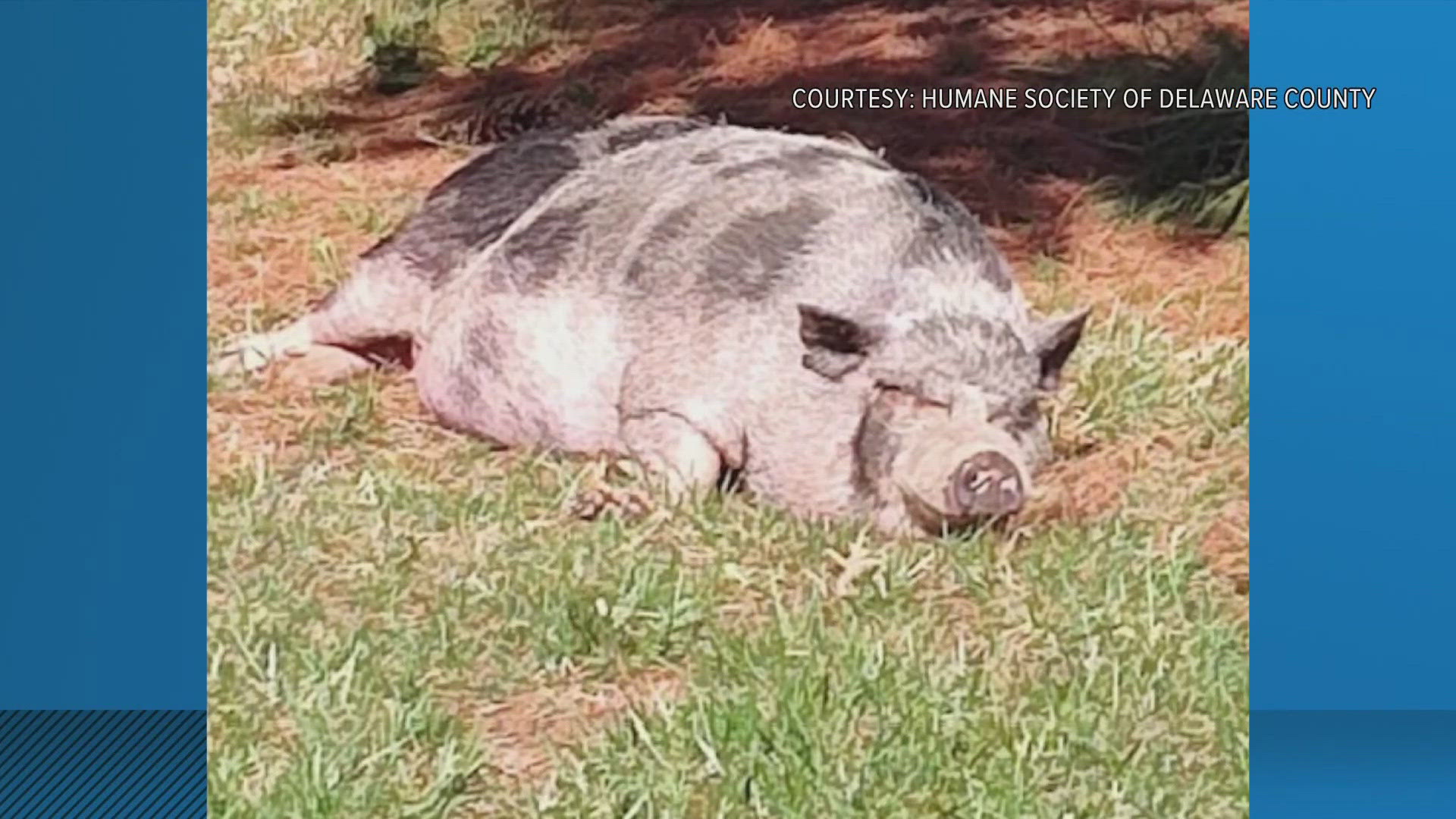 Pig rescued in Delaware County animal cruelty case finds new home