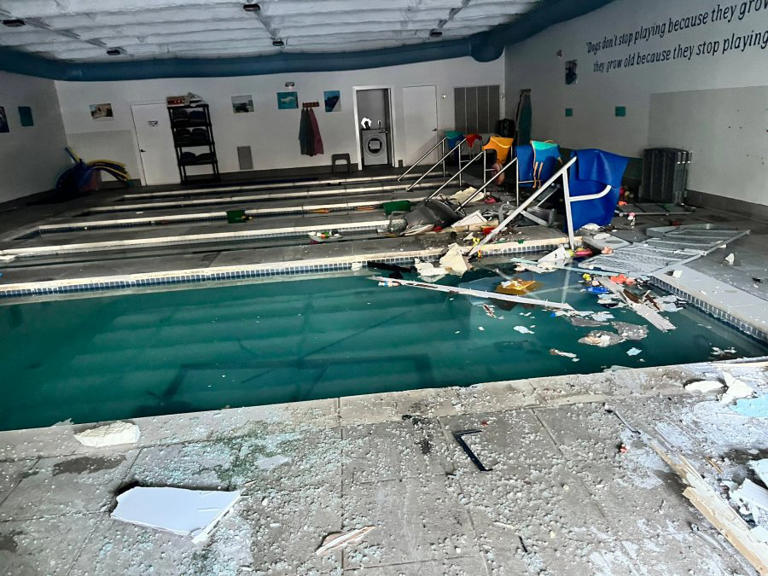 Car ends up in dog pool after crashing into doggy daycare in Montgomery ...