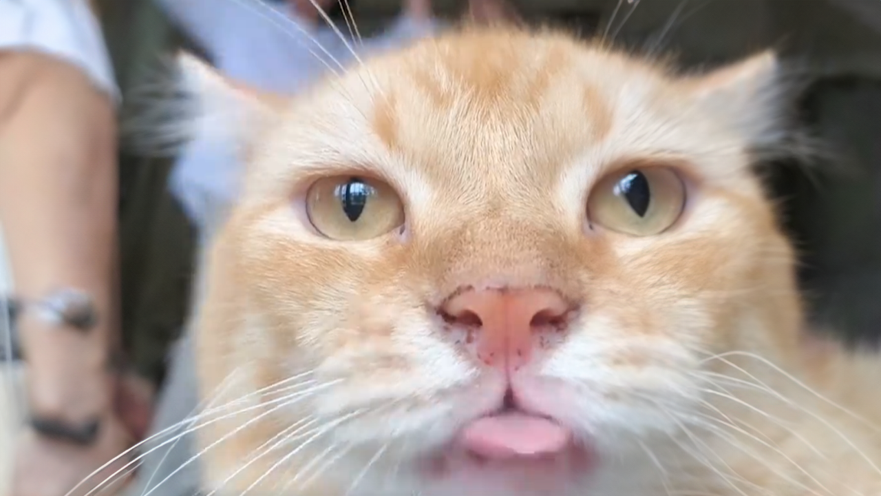 Adorable cat becomes the center of attention