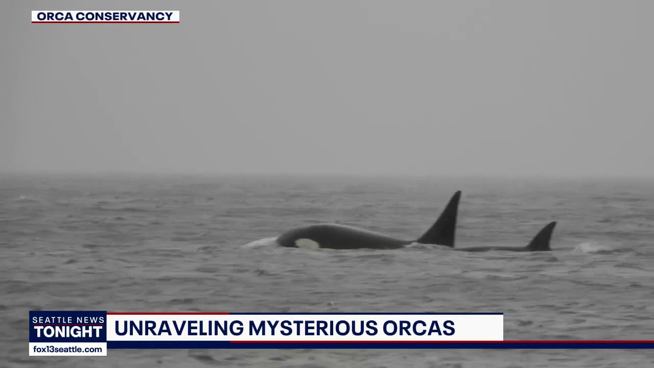 Researchers investigate rare sighting of unidentified killer whales in ...