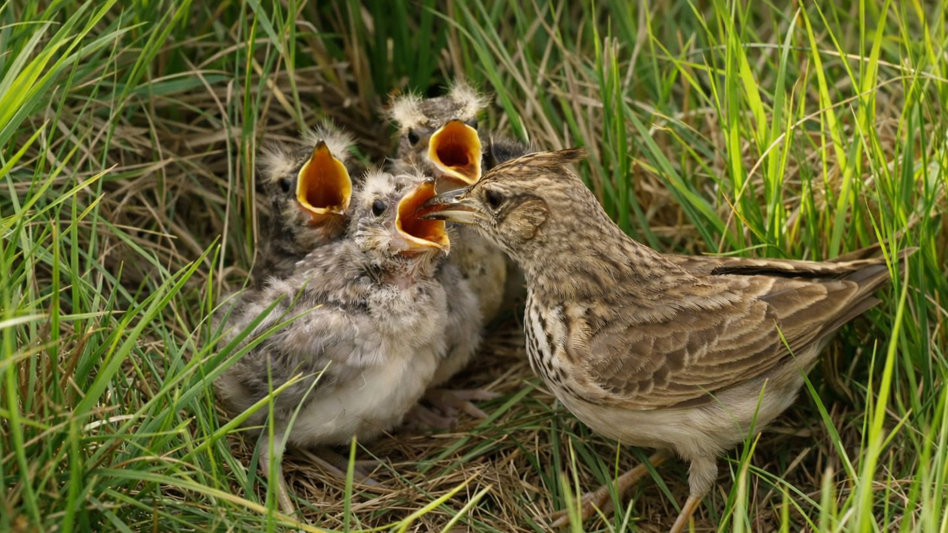 Tiny chicks waiting for food caught on a hidden wildlife camera