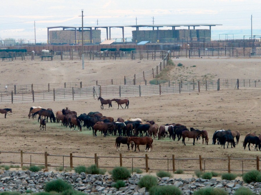 6 Nevada horses saved, 9 from Texas 'kill pen' still need homes, rescue ...