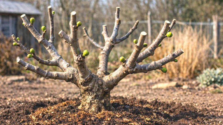 Trop de bois, pas assez de fruits : la coupe stratégique qui transforme ...