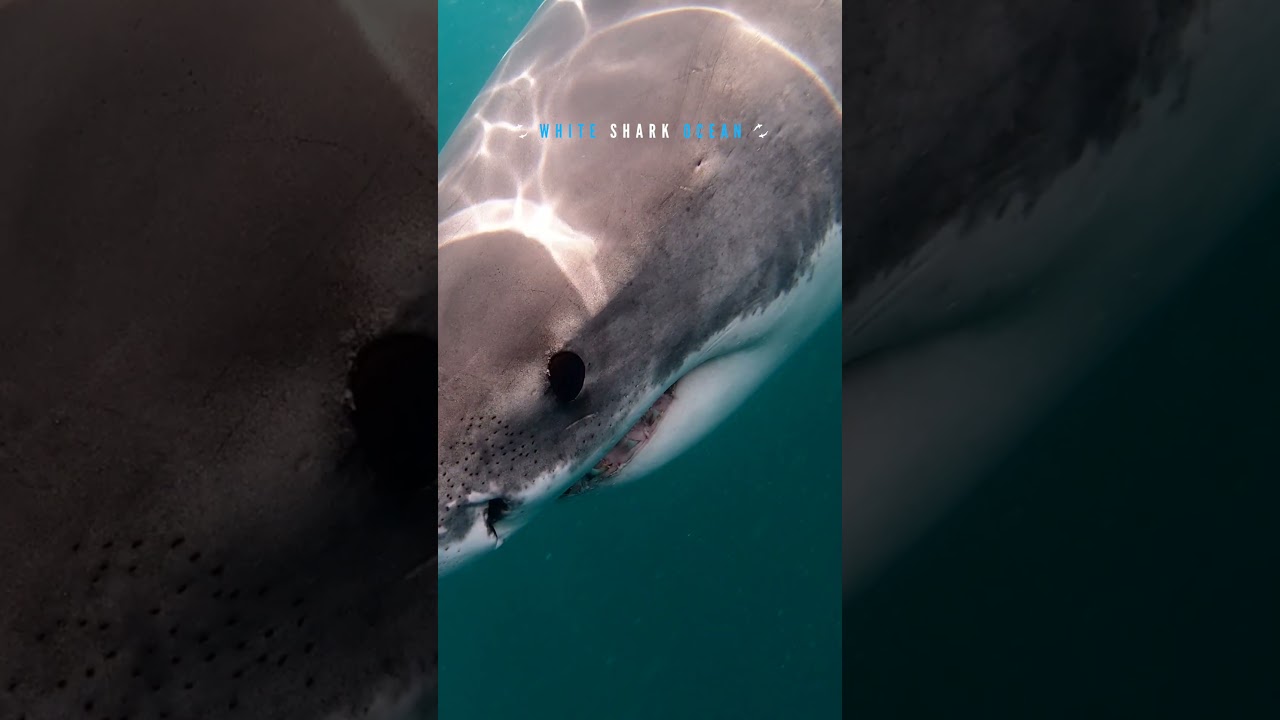 Sun rays lighting up great white