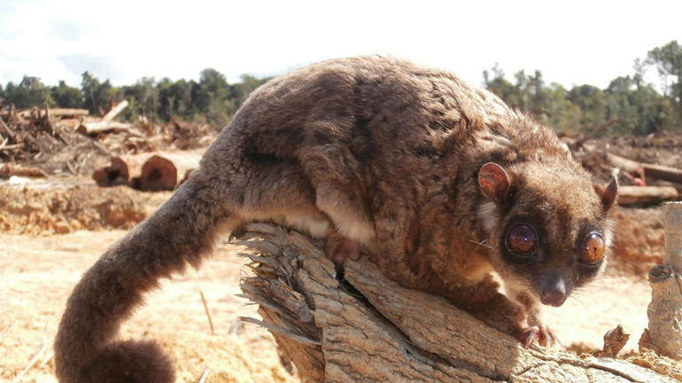 2 creatures thought extinct for 7,000 years rediscovered