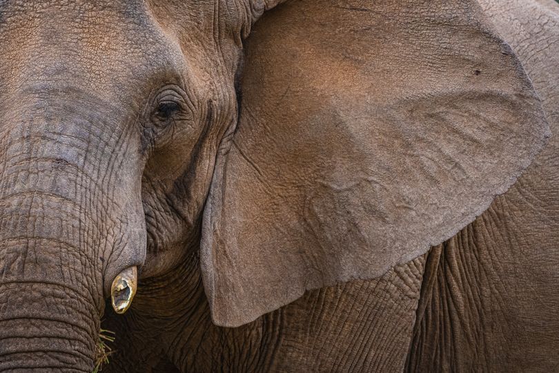 Woman killed by 'dead' elephant which came back to life as she snapped ...