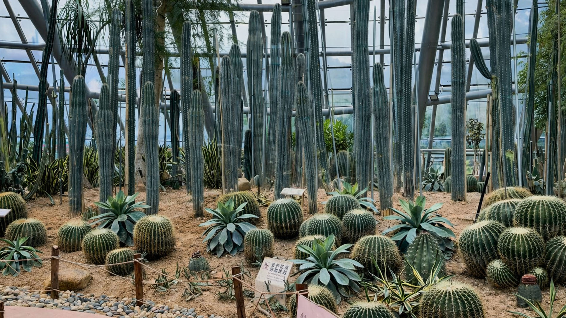 A Desert Garden Appears Inside Greenhouse China