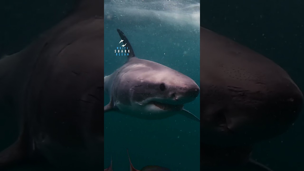 Great white shark takes multiple passes investigating the bait