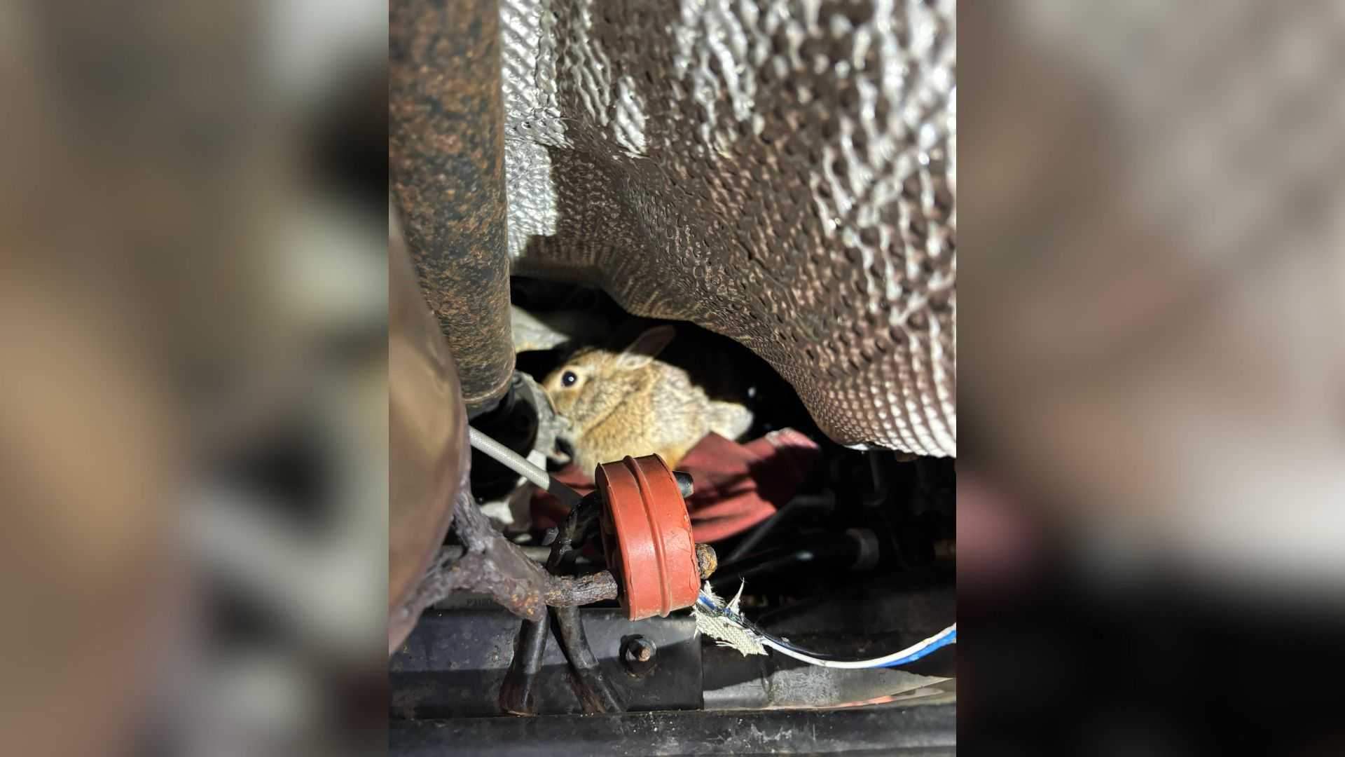 Mass. mechanic finds rabbit hiding inside car engine