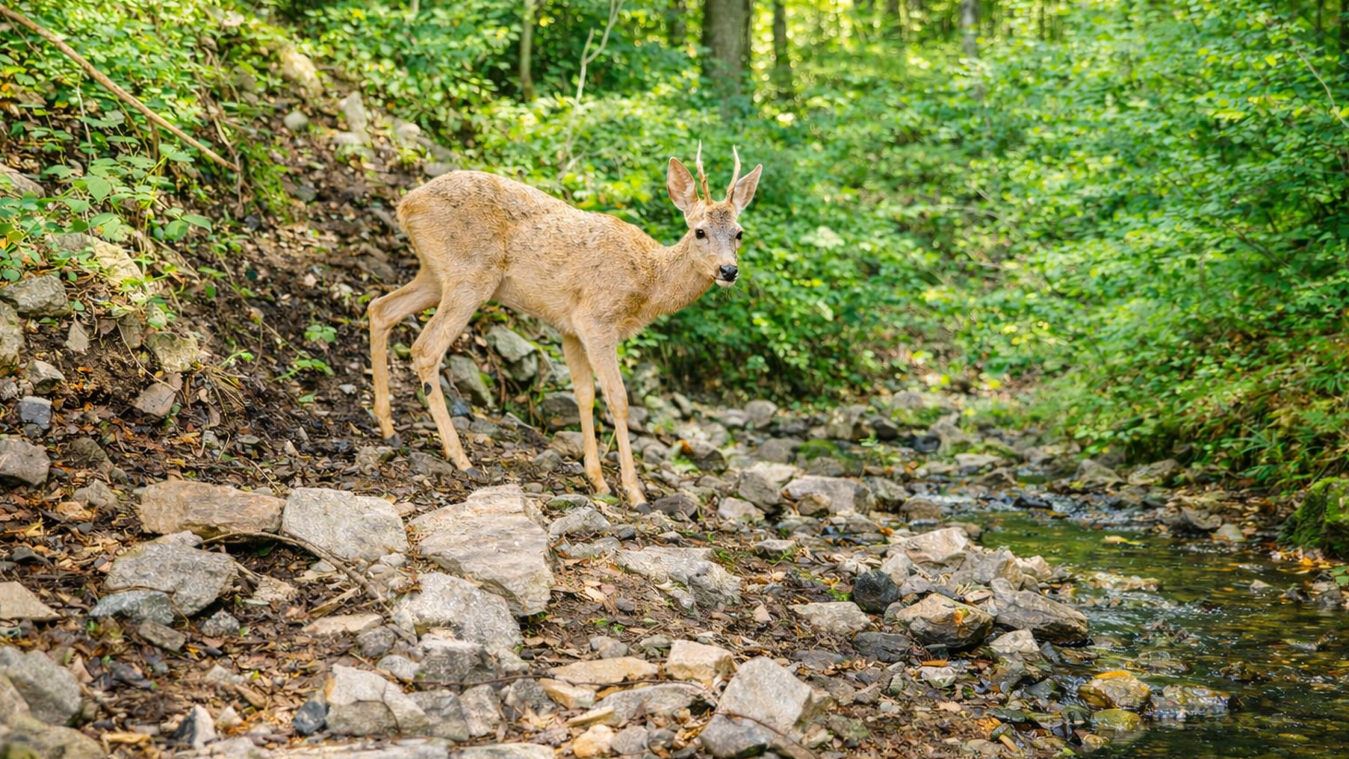Something appeared at this quiet riverbank when no one was around