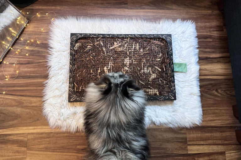 The 7 best puppy pads of 2026