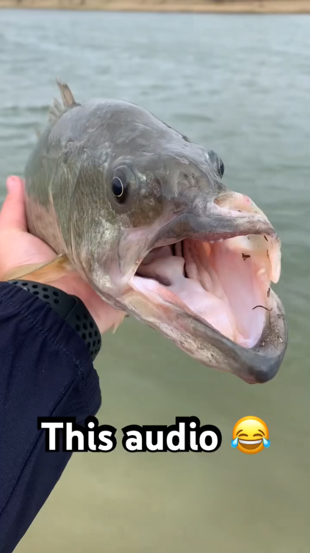 What happened to this fish? Something was seriously wrong with its face