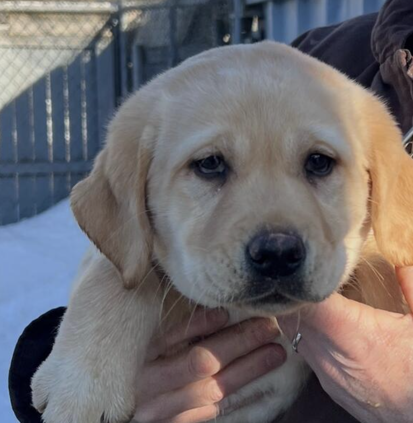 This yellow lab puppy just joined the Sharon Police Department: Now ...