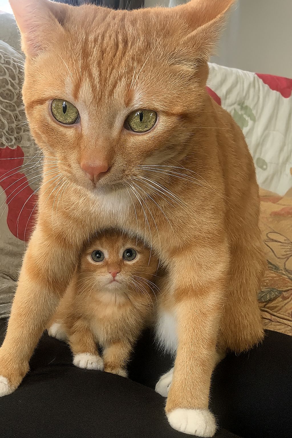 La gatta che protegge il suo unico gattino come se fosse un’intera ...