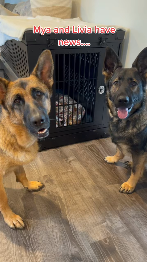 Photo inspiration: Dog Crate Stands For Large German Shepherds Reference: The Best Dog Crates On The Market For German Shepherds