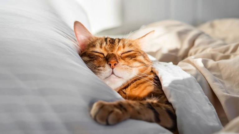 Your cat peeing on your bed is not revenge but a cry for help: What it ...