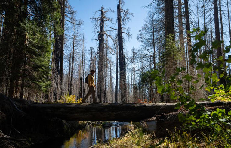 If the giant sequoia is dying out, why are there tens of thousands of ...