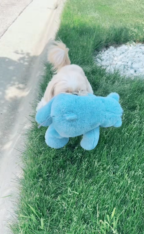 Potty break with my Shih Tzu