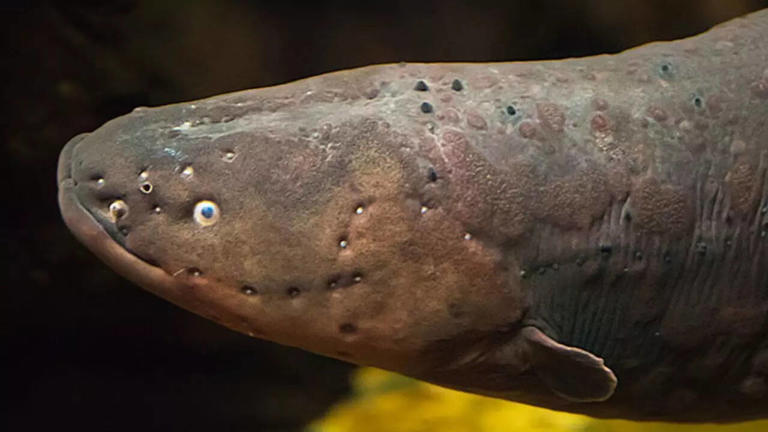 This fish can generate powerful electric shocks, hunt prey, and ...