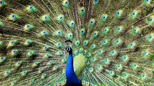 peacock (2)