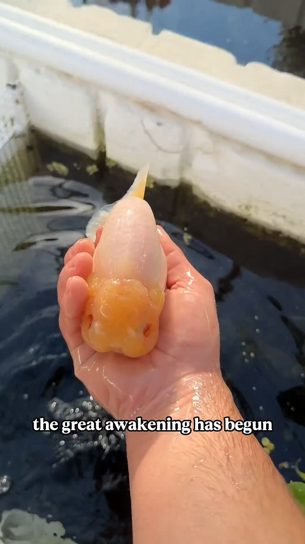 Waking up all my goldfish: Morning routine in the aquarium