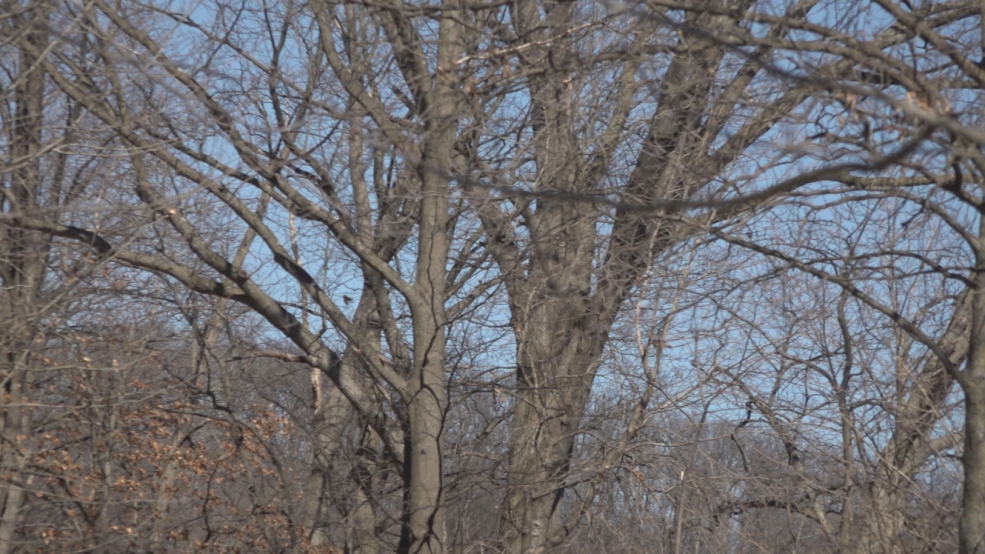 Why tree experts say now's the time to prune before spring