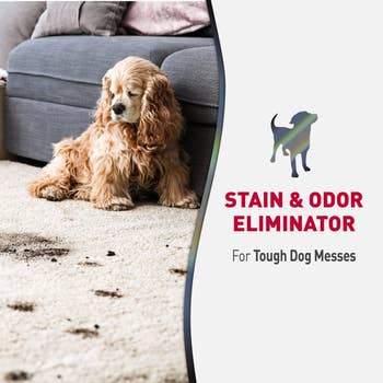 Dog on carpet with muddy paw prints; text: