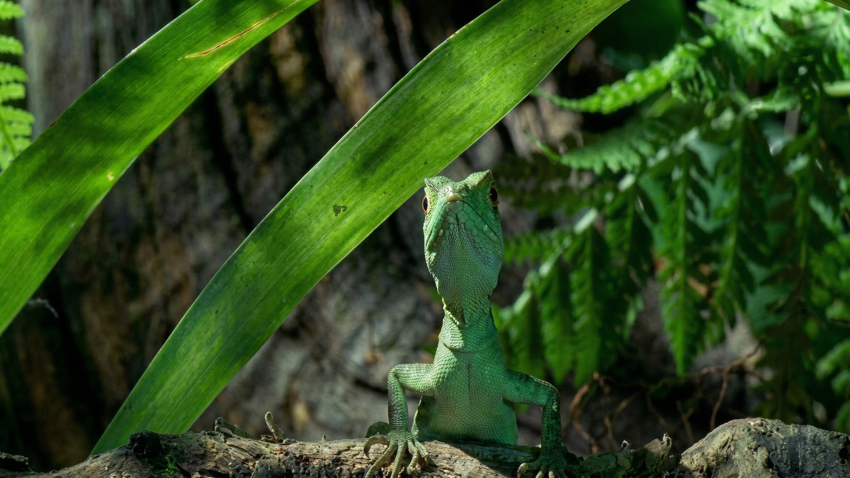 Watch what happens when a lizard shoots blood from its eyes to stop a ...