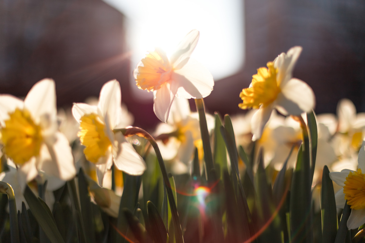 This must-experience spring flower festival just took home a new crown