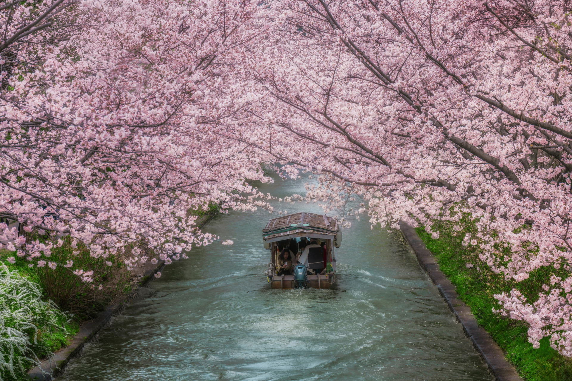 Japan: 17%