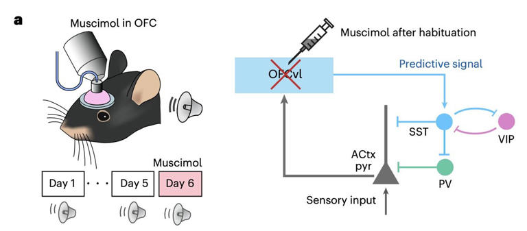 How the brain filters out 'expected' sounds: Orbitofrontal cortex study ...