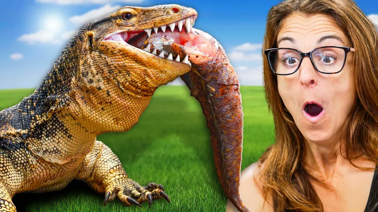 Feeding a giant monitor lizard reveals how powerful large reptiles ...