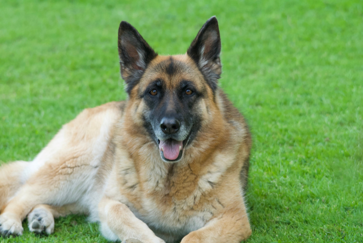 German shepherd Jackson steals mom's pregnancy pillow before becoming a ...