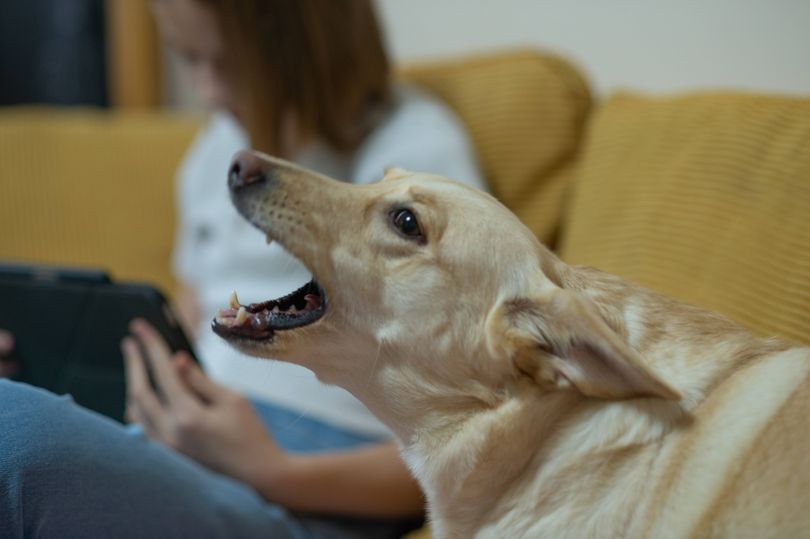 Dog behaviour expert lists 2 easy techniques to help pets behave better