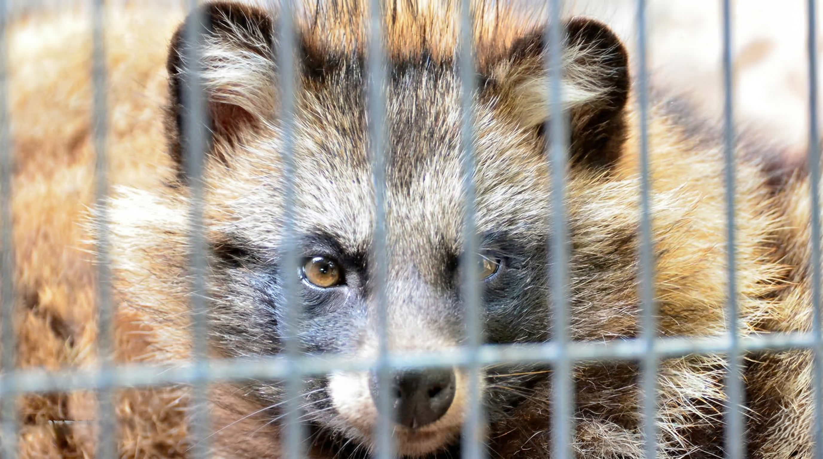 This dog looks like a raccoon - but its survival trick is even stranger