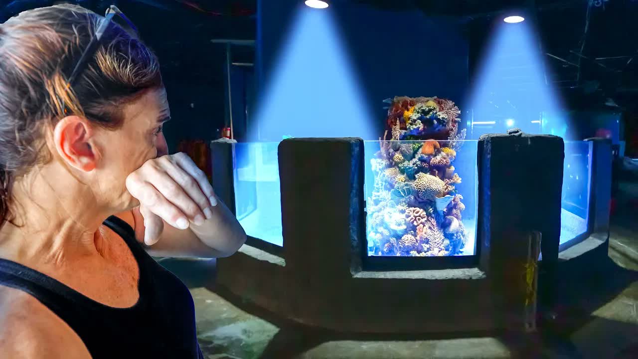 Why reef aquariums rely on carefully controlled light to support coral ...