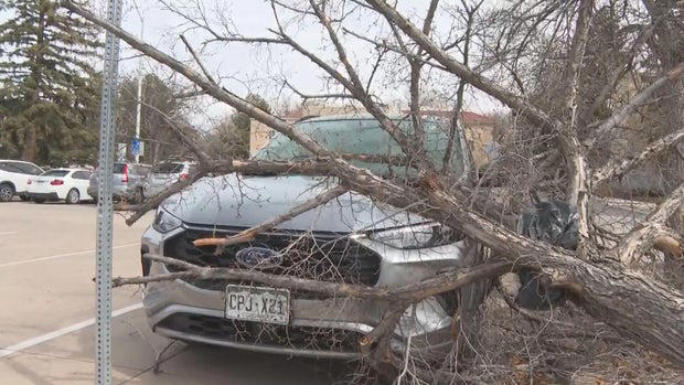 Colorado State University closed Friday amid high winds, downed trees ...