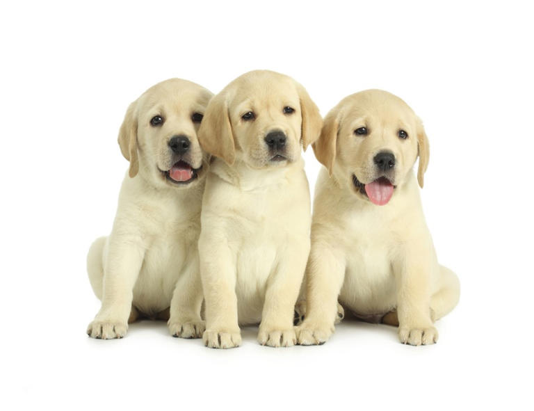 200+ yellow Labrador retriever names that are golden