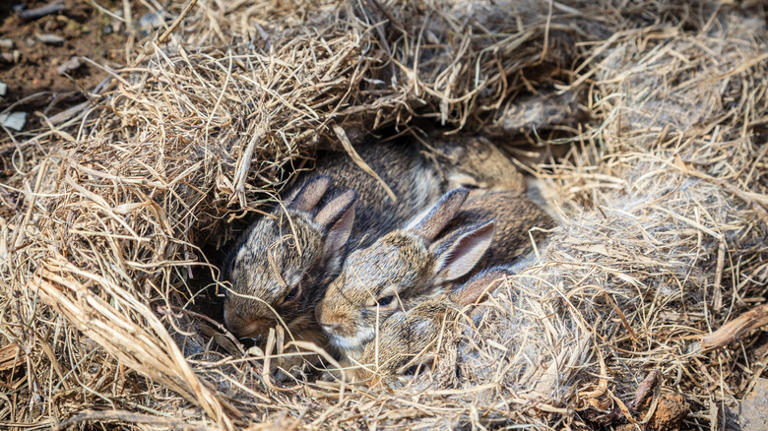 Exactly what to do if you discover a rabbit's nest in your yard