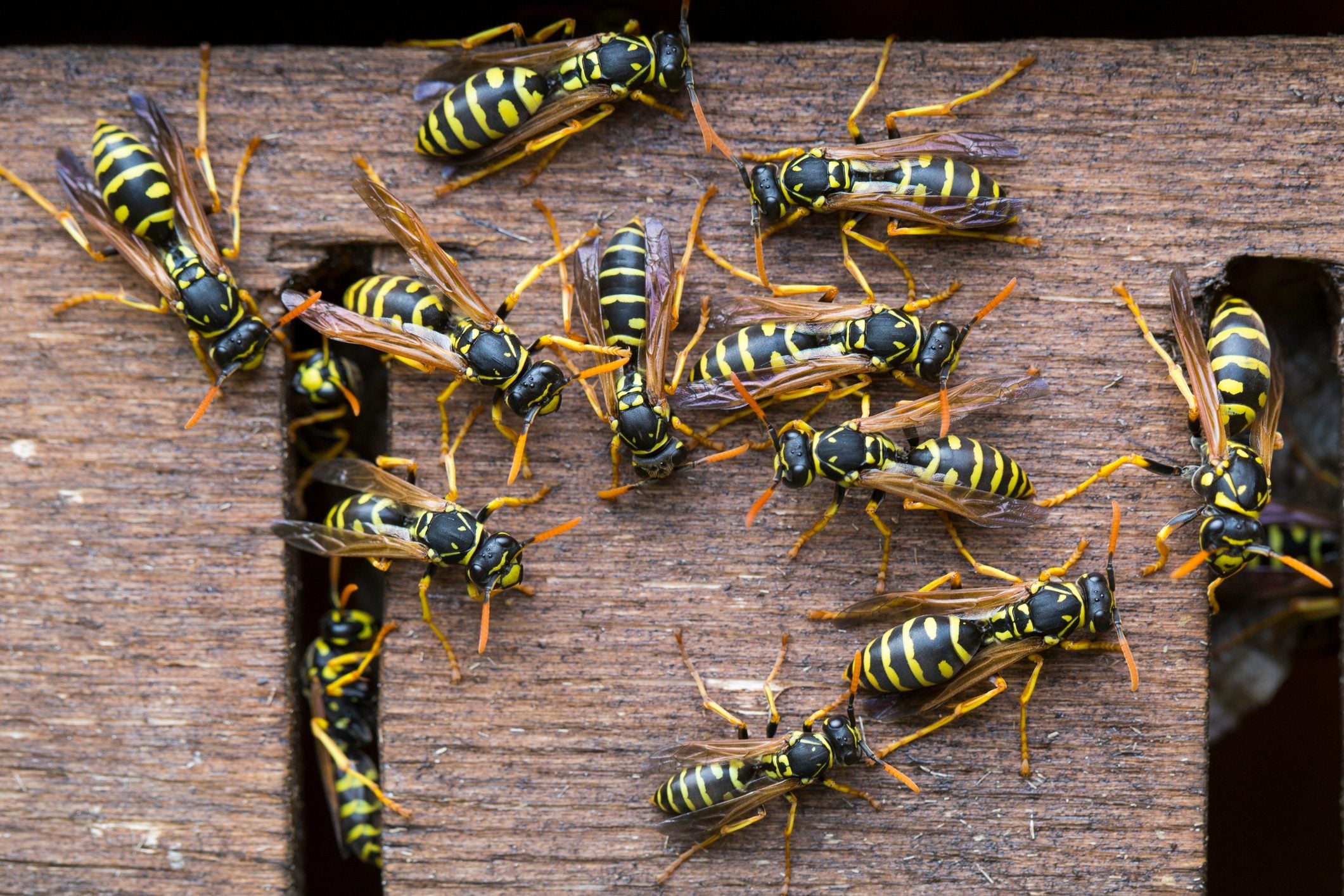 How to get rid of a wasp nest inside your wall