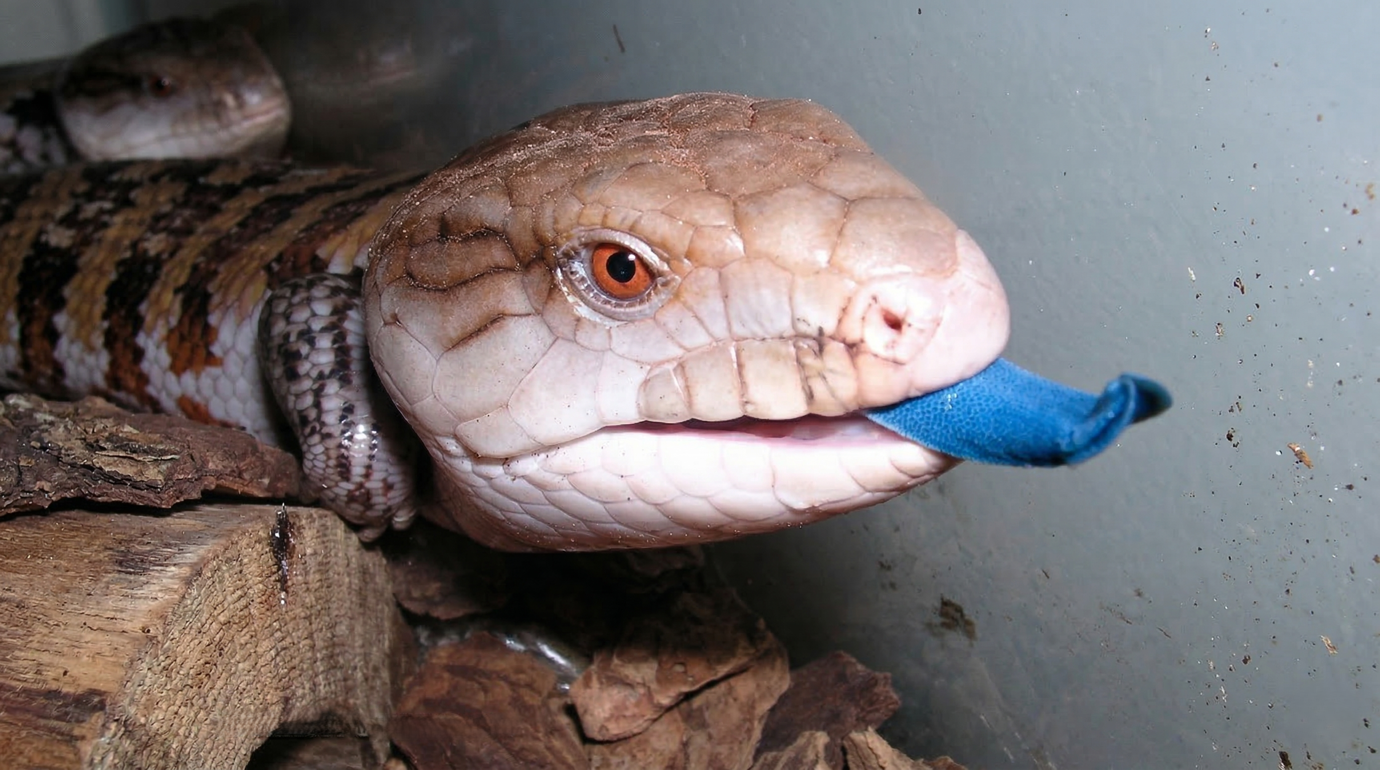 Watch what happens when a blue tongued lizard flashes its bright blue ...