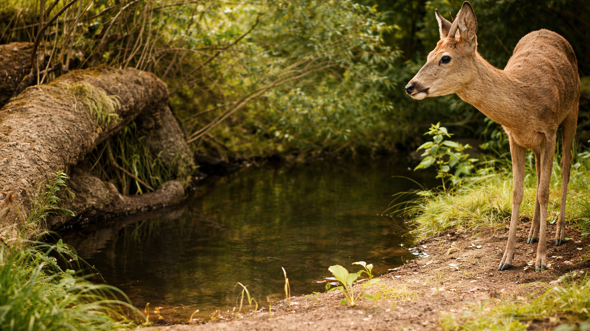 Trail camera captured a deer standing by this hidden stream