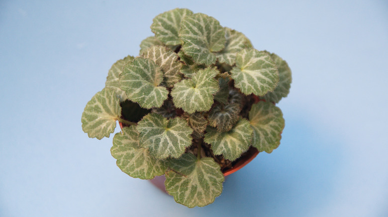 How to turn a simple indoor strawberry begonia plant into a beautiful ...